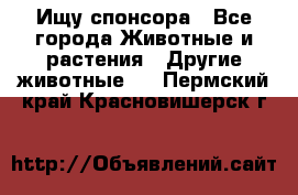 Ищу спонсора - Все города Животные и растения » Другие животные   . Пермский край,Красновишерск г.